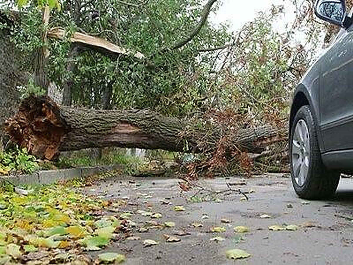 24/7 emergency, a storm fallen tree blocking a driveway