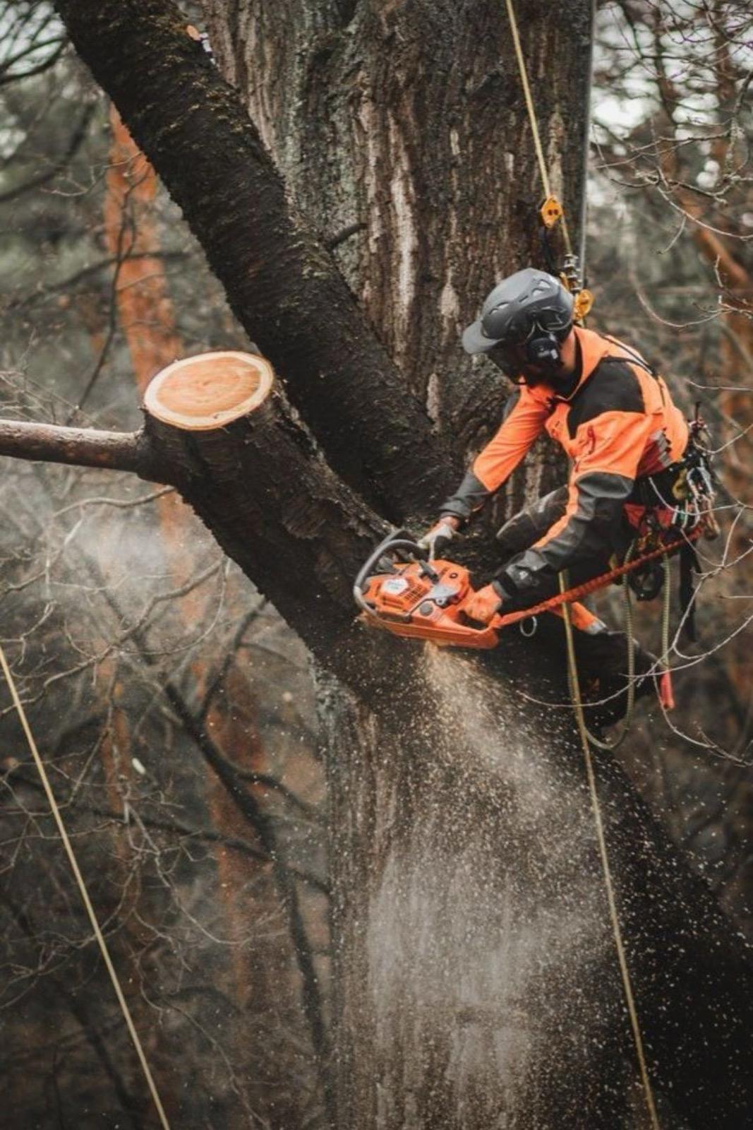 Tree work, an Eden arborist roped up a tree removing a limb with a chainsaw